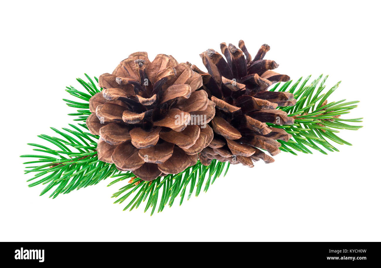 Branch of Christmas tree with pine cones isolated on white background ...
