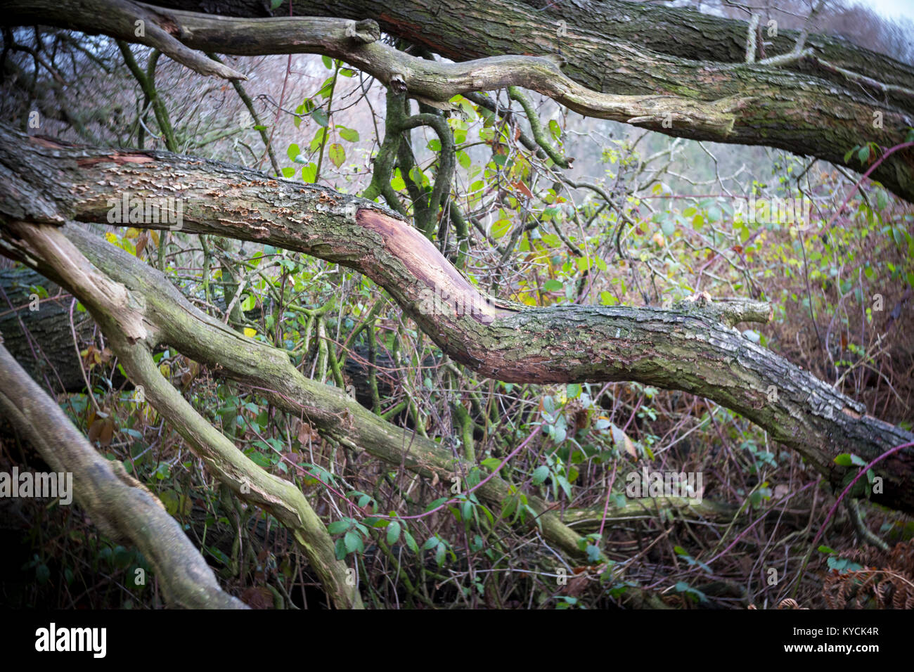 Fallen tree Stock Photo