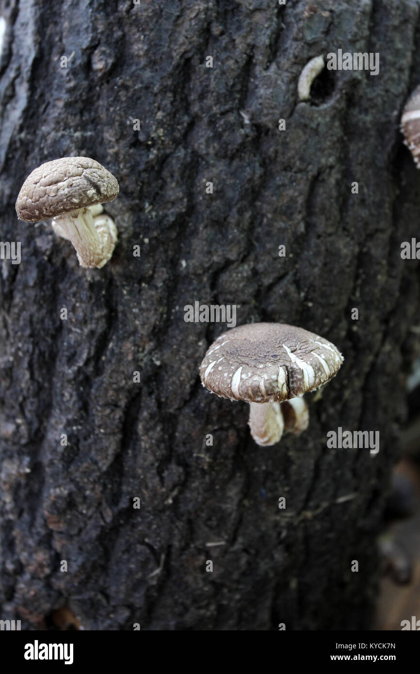 Shiitake mushroom growing on a log hires stock photography and images