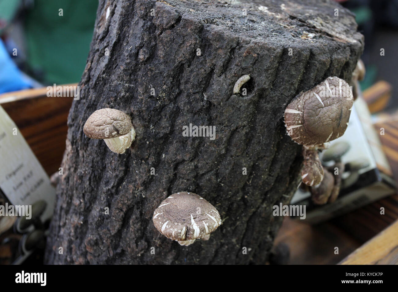 Shiitake mushroom growing on a log hires stock photography and images