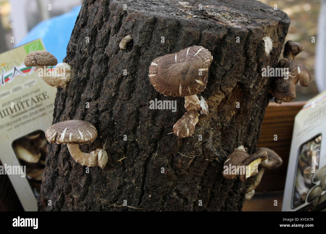 Mushrooms Shiitake grown on oak logs on a farmers market on the street