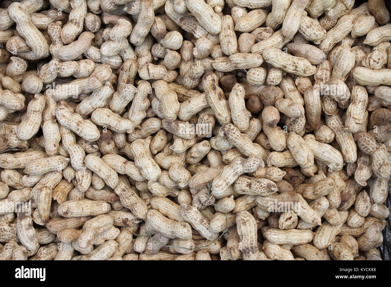 Peanuts in shell texture background. Raw peanuts in shells Stock Photo