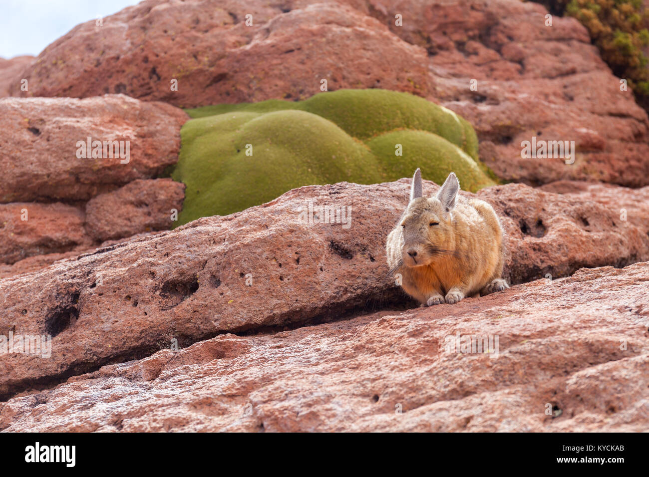mountain Northern viscachas, lagostomus maximus, family of the chinchillas, southern Bolivia Altiplano Uyuni Stock Photo