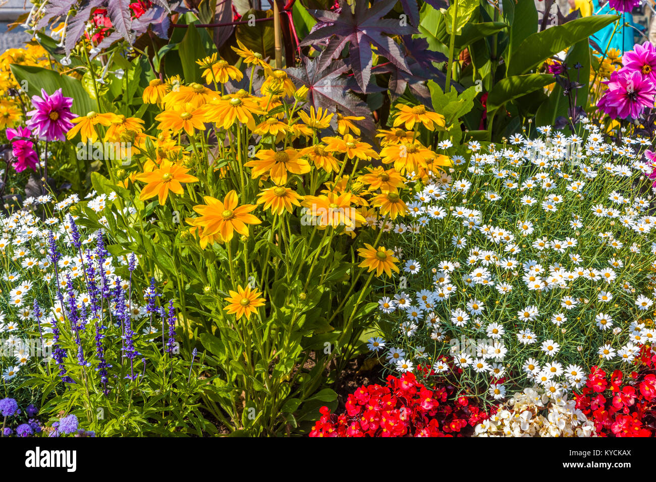 Multicolored summer flowers in Victoria known as the Garden City on