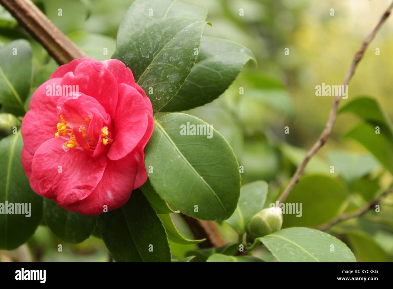 Colorful pink gardenia jasminoides in the garden in spring Stock Photo -  Alamy
