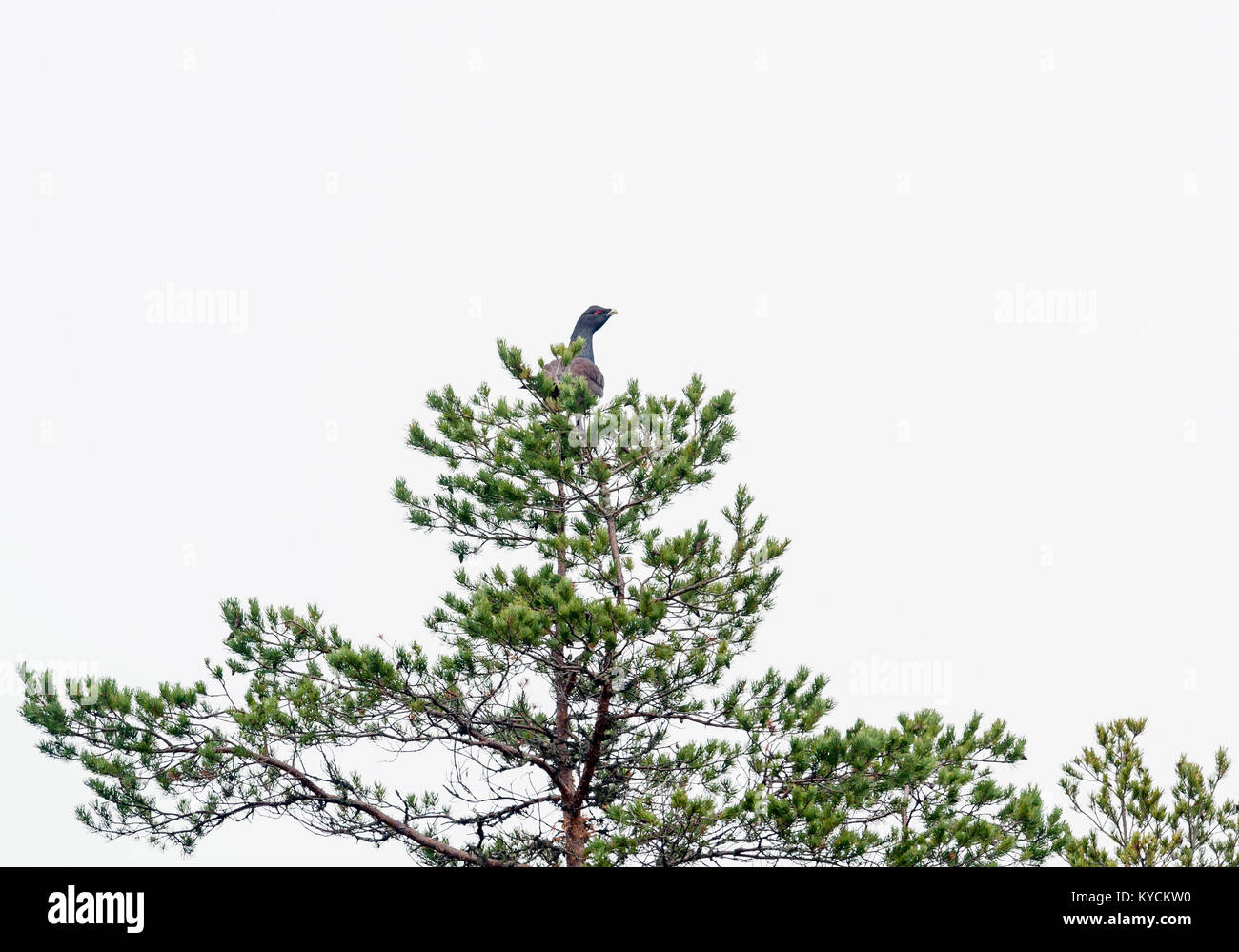 Capercaillie in pine tree-top. Tetrao urugallus. Sweden Stock Photo