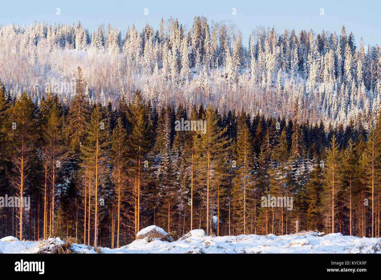 Altitude variations on snow. Sweden Stock Photo