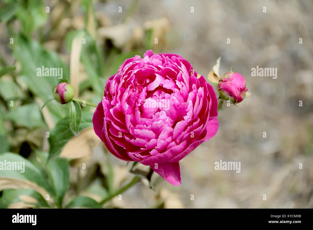 Image of pink peony on green background Stock Photo - Alamy