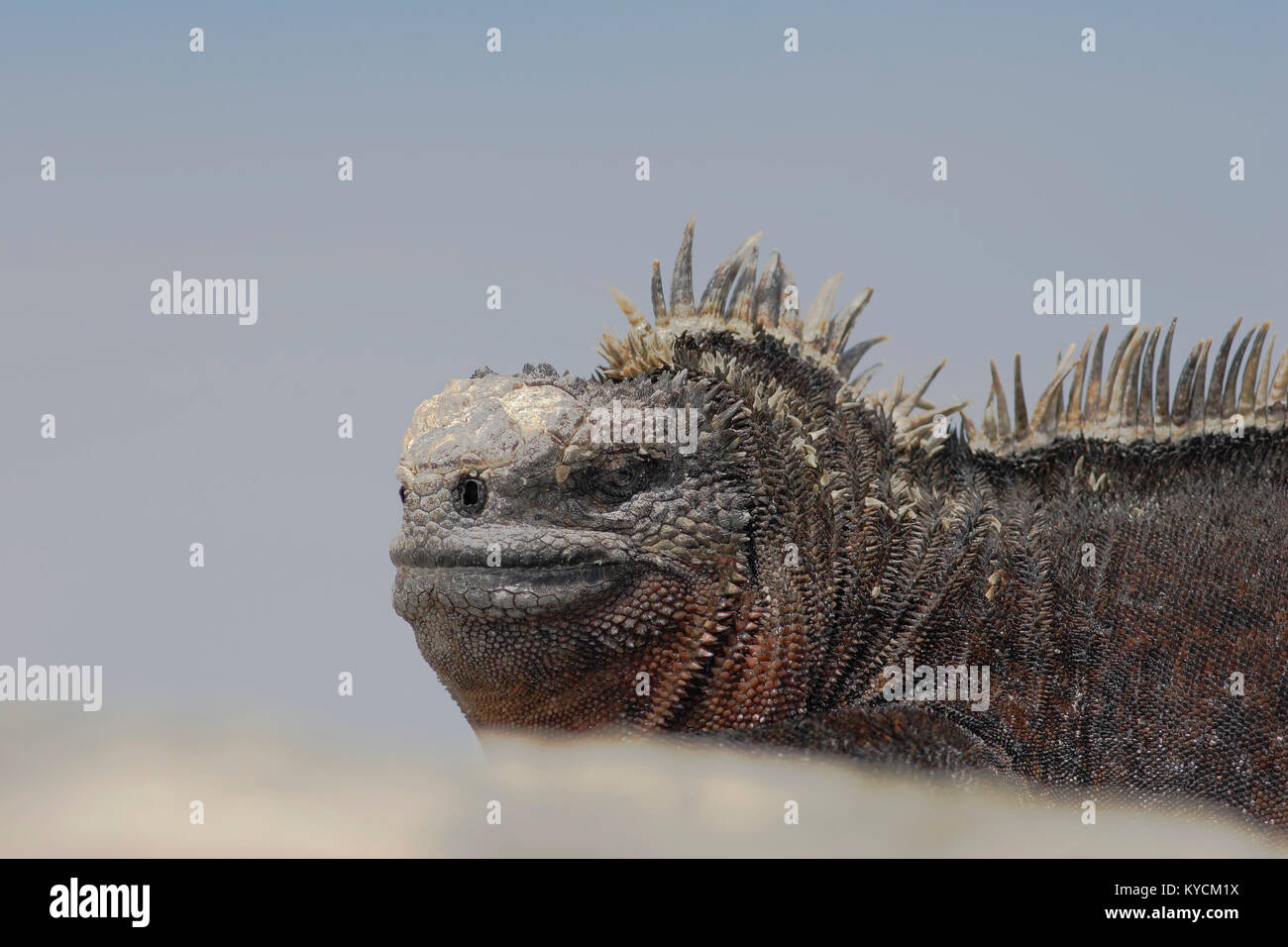 Galapagos Marine iguana (Amblyrhynchus cristatus), Punta Moreno