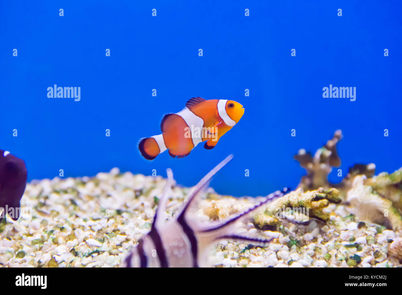 Photo of clown fish in aquarium water Stock Photo