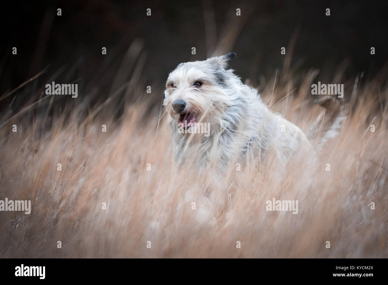 Berger picard dog in winter field with long hair Stock Photo