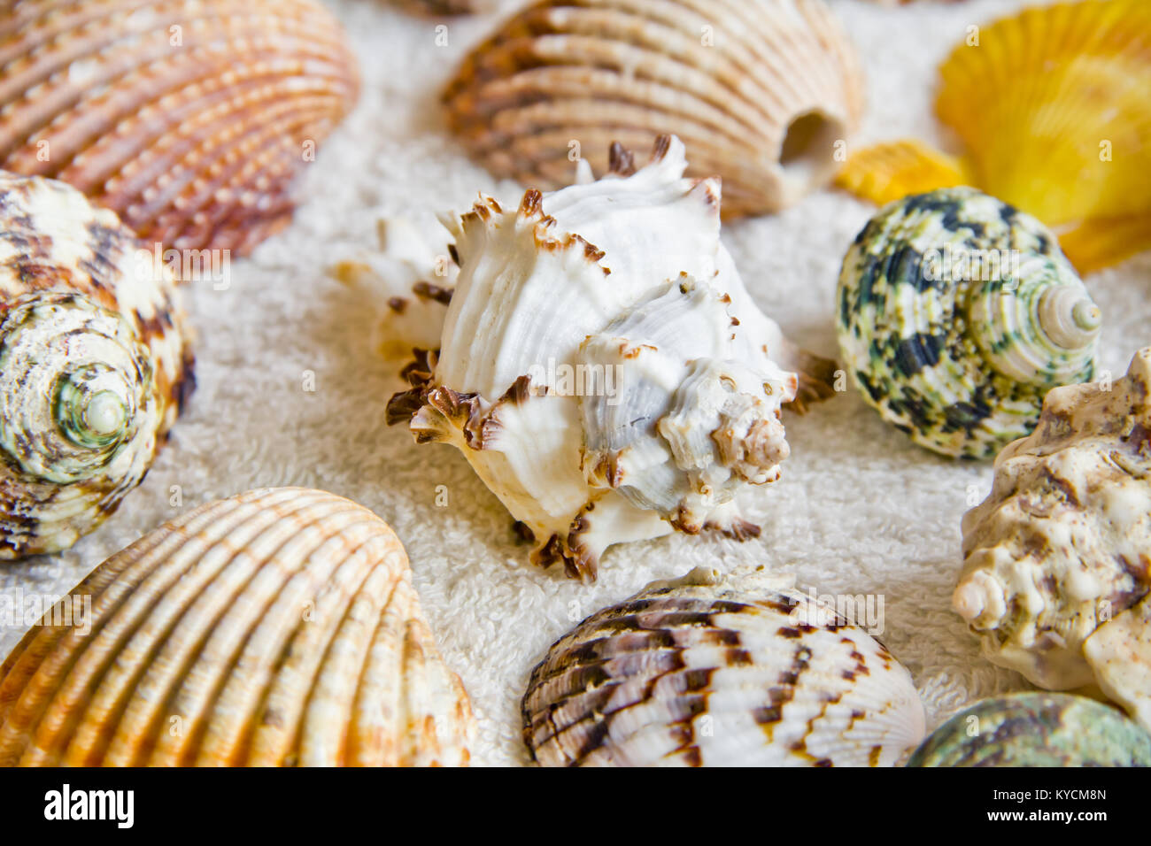 Seashells Towel