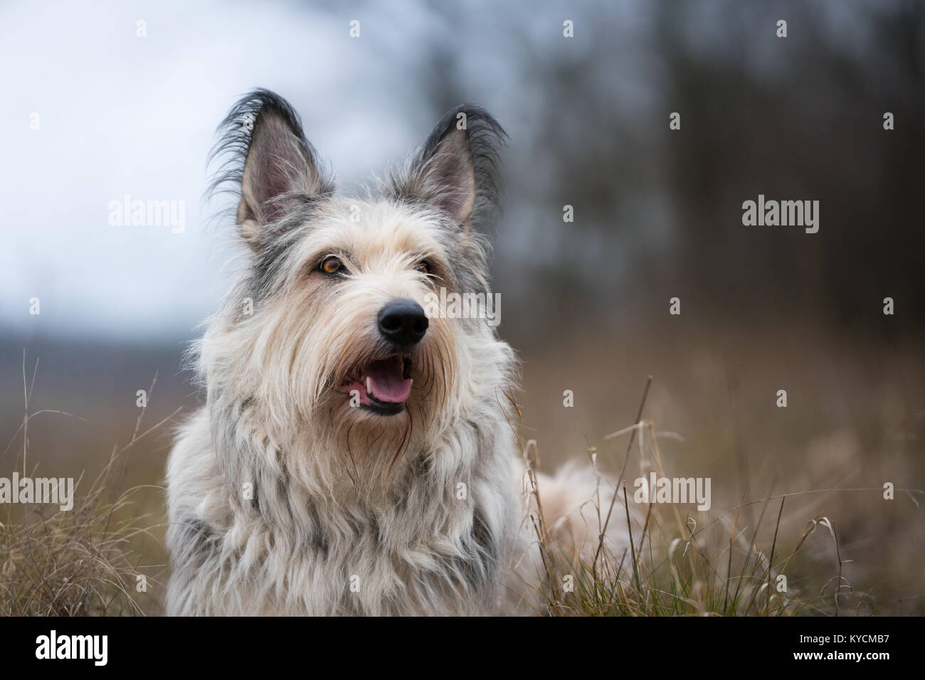 Berger picard dog in winter field with long hair Stock Photo
