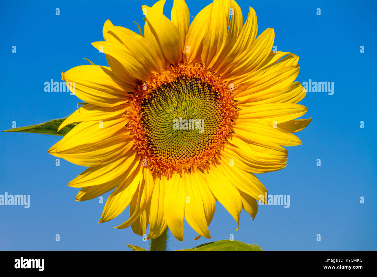 beautiful sunflower with blue sky background in sunny day, bright colorful yellow flower Stock Photo