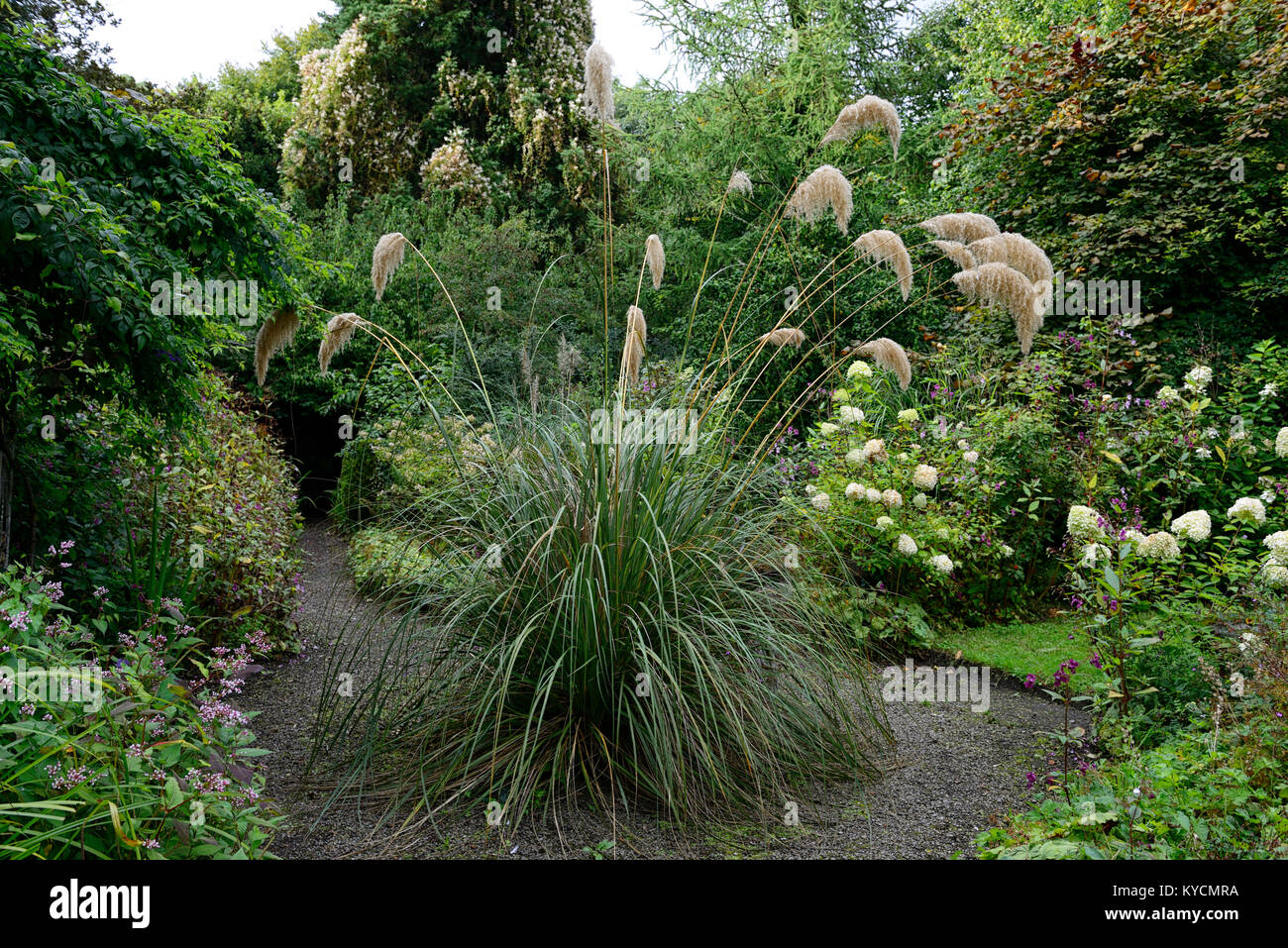 Cortaderia selloana,pampas grass,island,centrepiece,clump,circular path,garden feature,overgrown,unkempt,requires attention,in need of attention,garde Stock Photo