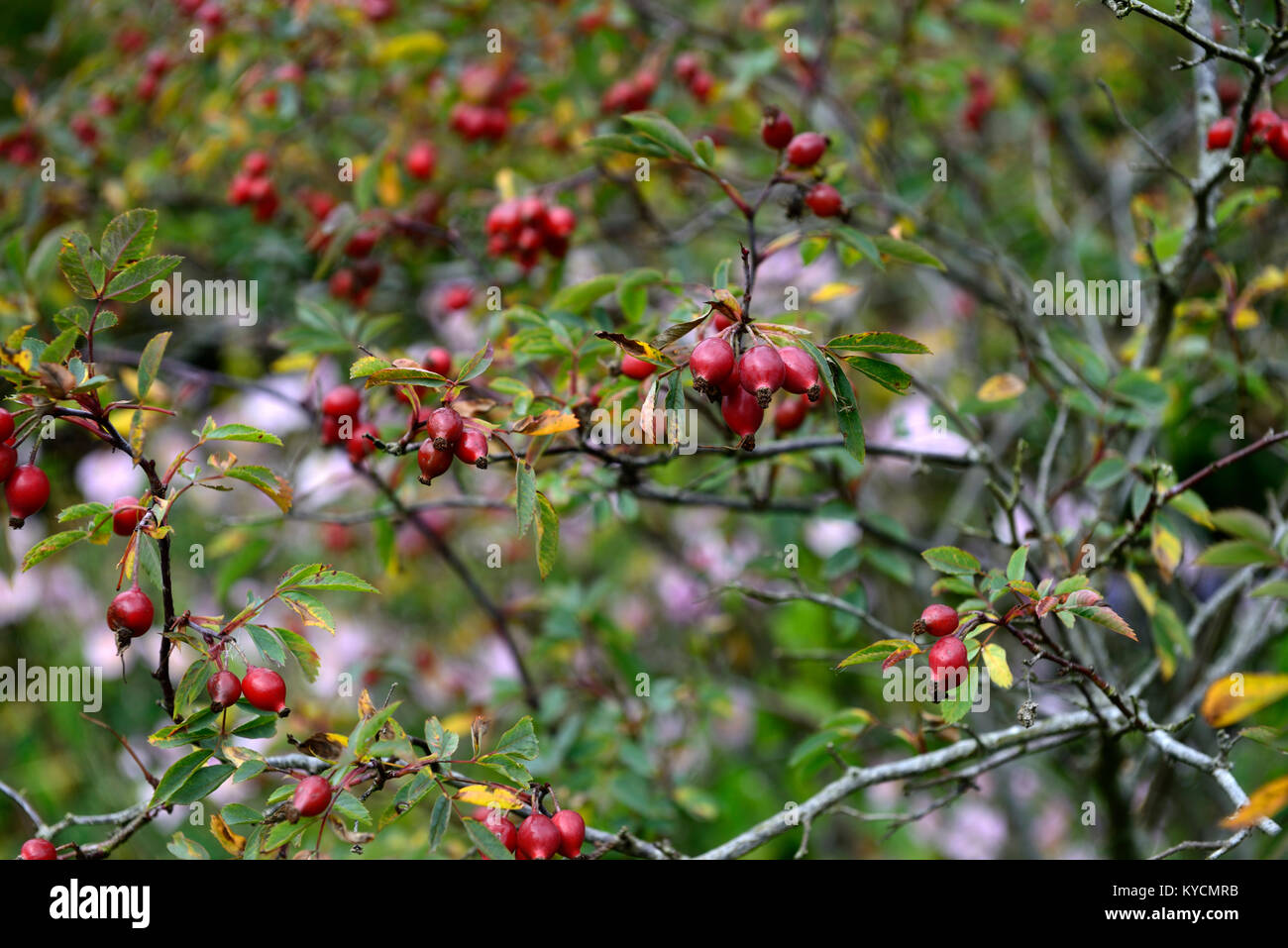 rose hip, rose hips,rose haw, rose hep,rosehips,accessory fruit,red,bright red,fruit,fruits,fruiting body,red,pollinated flower,pollinated flowers,gar Stock Photo
