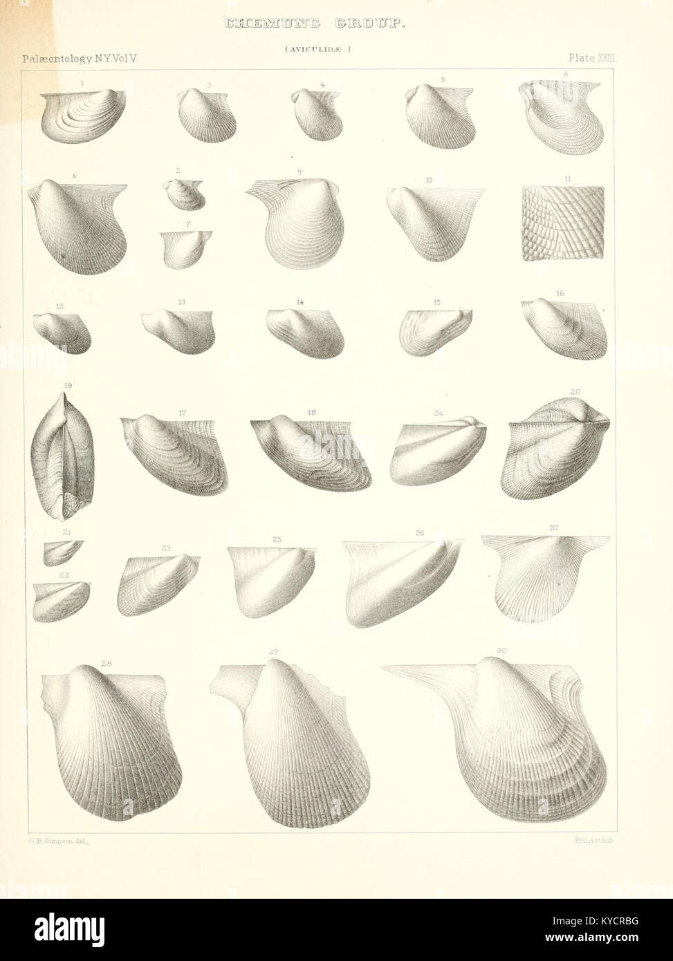 Lewis Documenting Rocks A scientific study of New York’s paleontology documenting fossils, rock ...