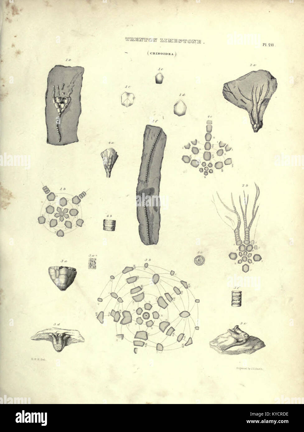 Understanding prehistoric life forms hi-res stock photography and ...