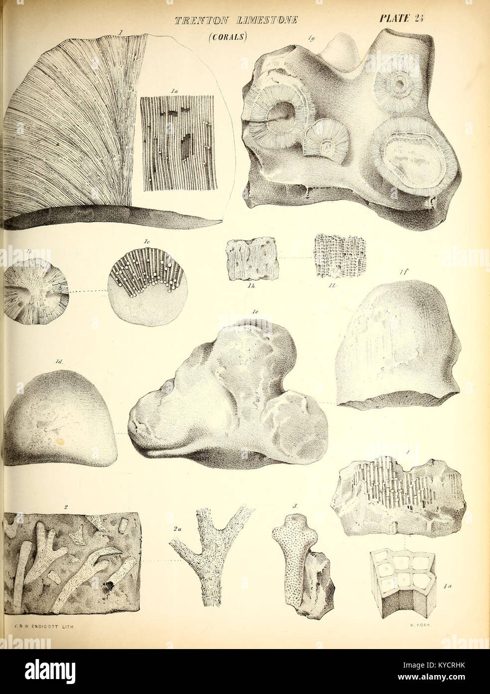 This scientific text catalogs fossils from New York State’s Paleozoic ...