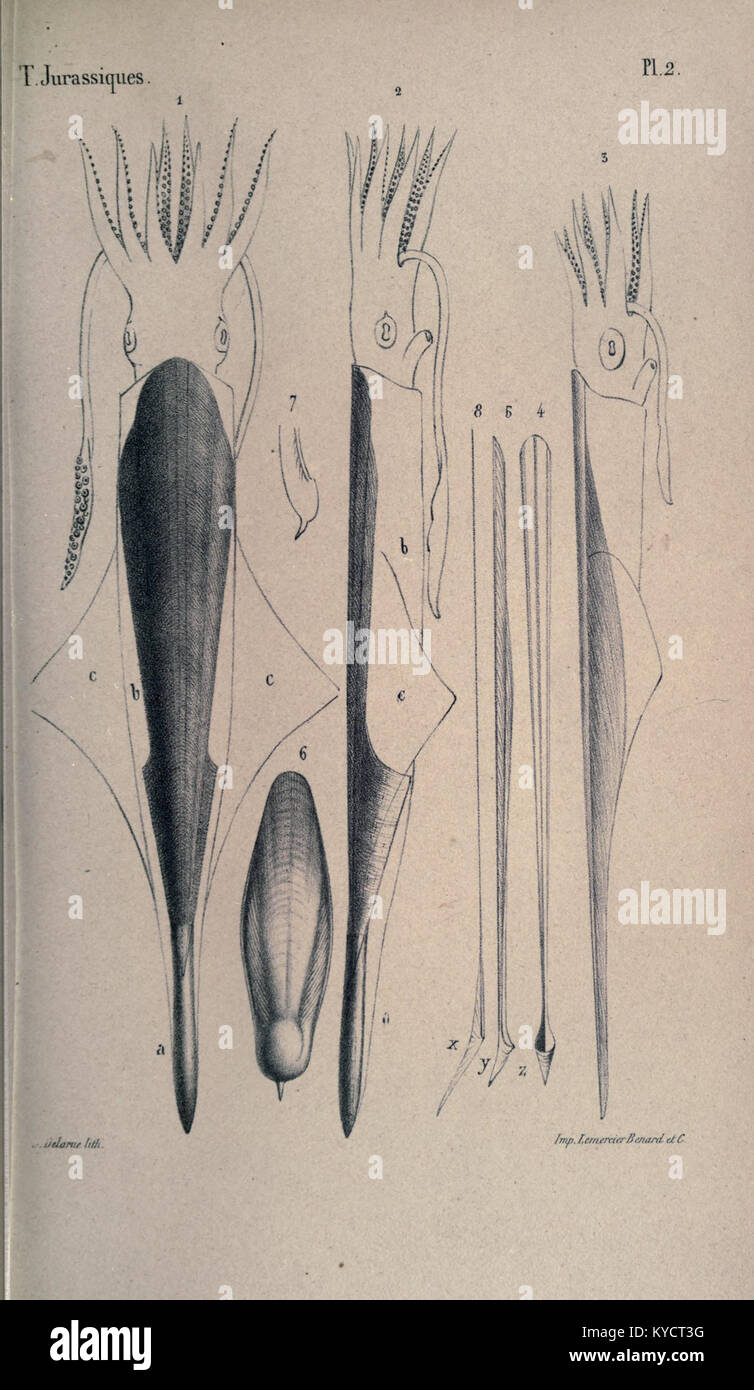 Paleontology method hi-res stock photography and images - Alamy