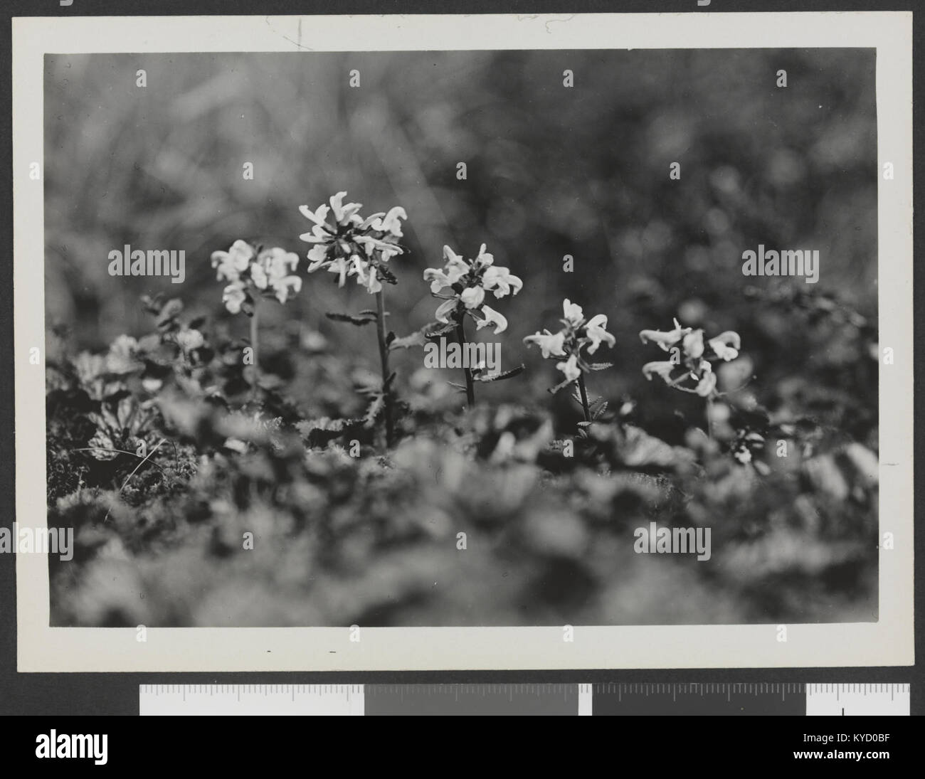 Pedicularis lapponica i Sphagnum med Rubus chamaemorus. Nær Hundsennvatn 12te juli 1929 - no-nb digifoto 20150925 00189 bldsa HRH01 189 Stock Photo