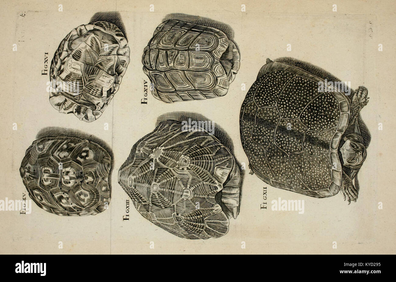 Turtles Appearance This work contains physical and anatomical observations on turtles ...