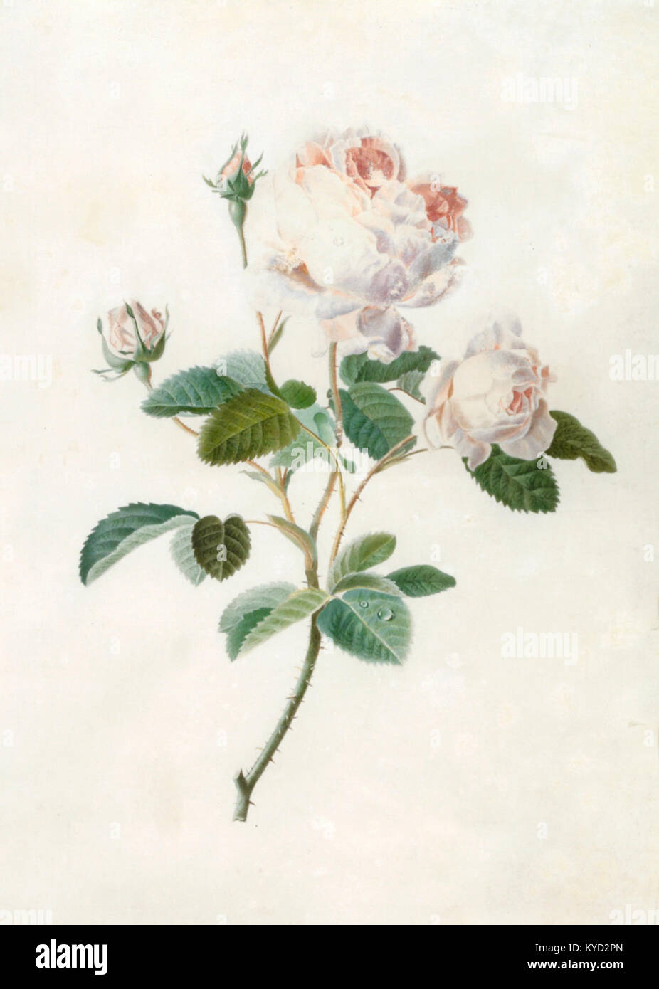 Pierre-Joseph Redout、The Roses3、希少画集画