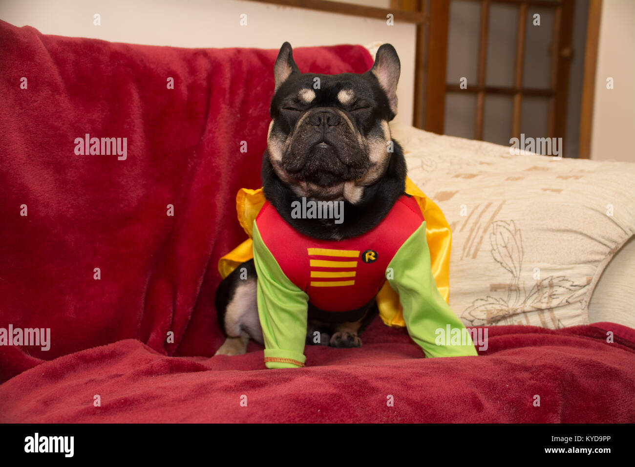 Mousehole, Cornwall, UK. 14th Jan 2017. Diesel, a French Bulldog, seen here  as Batman and Robin. ( more to follow later on with others ) Credit: Simon  Maycock/Alamy Live News Stock Photo - Alamy