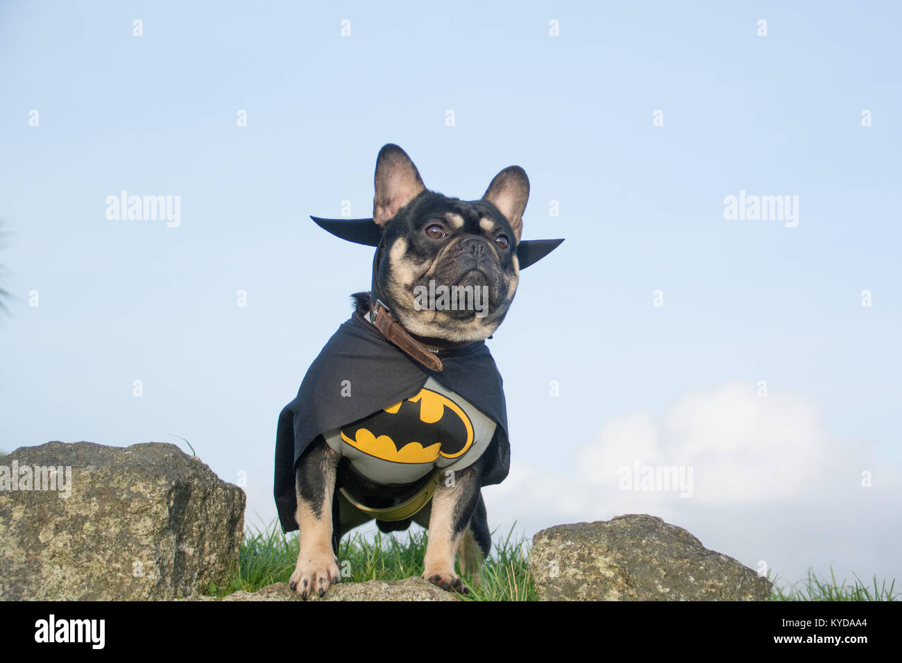 Newlyn, Cornwall, UK. 14th Jan 2018. Diesel and Lilly, French Bulldogs, were out protecting the people of Newlyn this afternoon from any passing villains, on national dress your pet up day. Credit: Simon Maycock/Alamy Live News Stock Photo