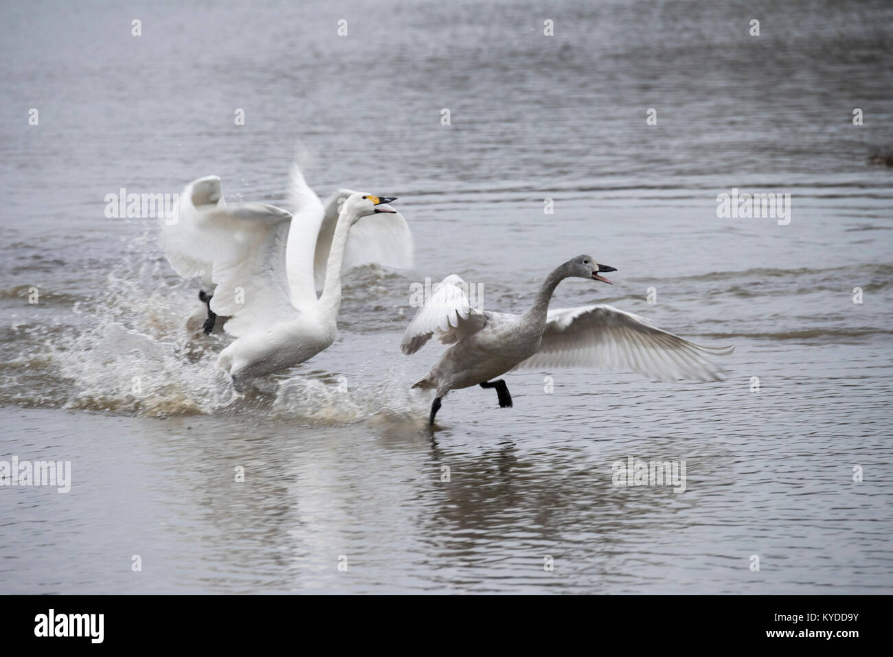Slimbridge, UK. 14th Jan, 2018. UK Weather: Birds have already started preparing for Spring in Slimbridge by singing, dancing, fighting and eventually building their nests. Early signs of Spring are everywhere. Credit: BC photography/Alamy Live News Stock Photo