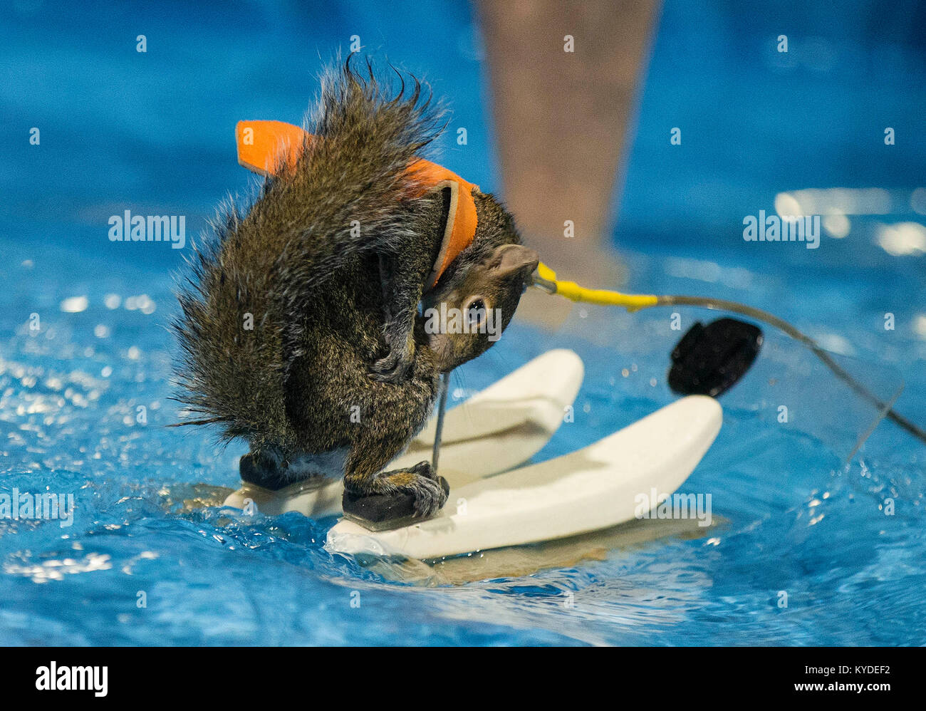 Toronto, Canada. 14th Jan, 2018. Twiggy, the 10 years old Water-Skiing Squirrel, performs during the 2018 Toronto International Boat Show at Exhibition Place in Toronto, Canada, Jan. 14, 2018. Credit: Zou Zheng/Xinhua/Alamy Live News Stock Photo