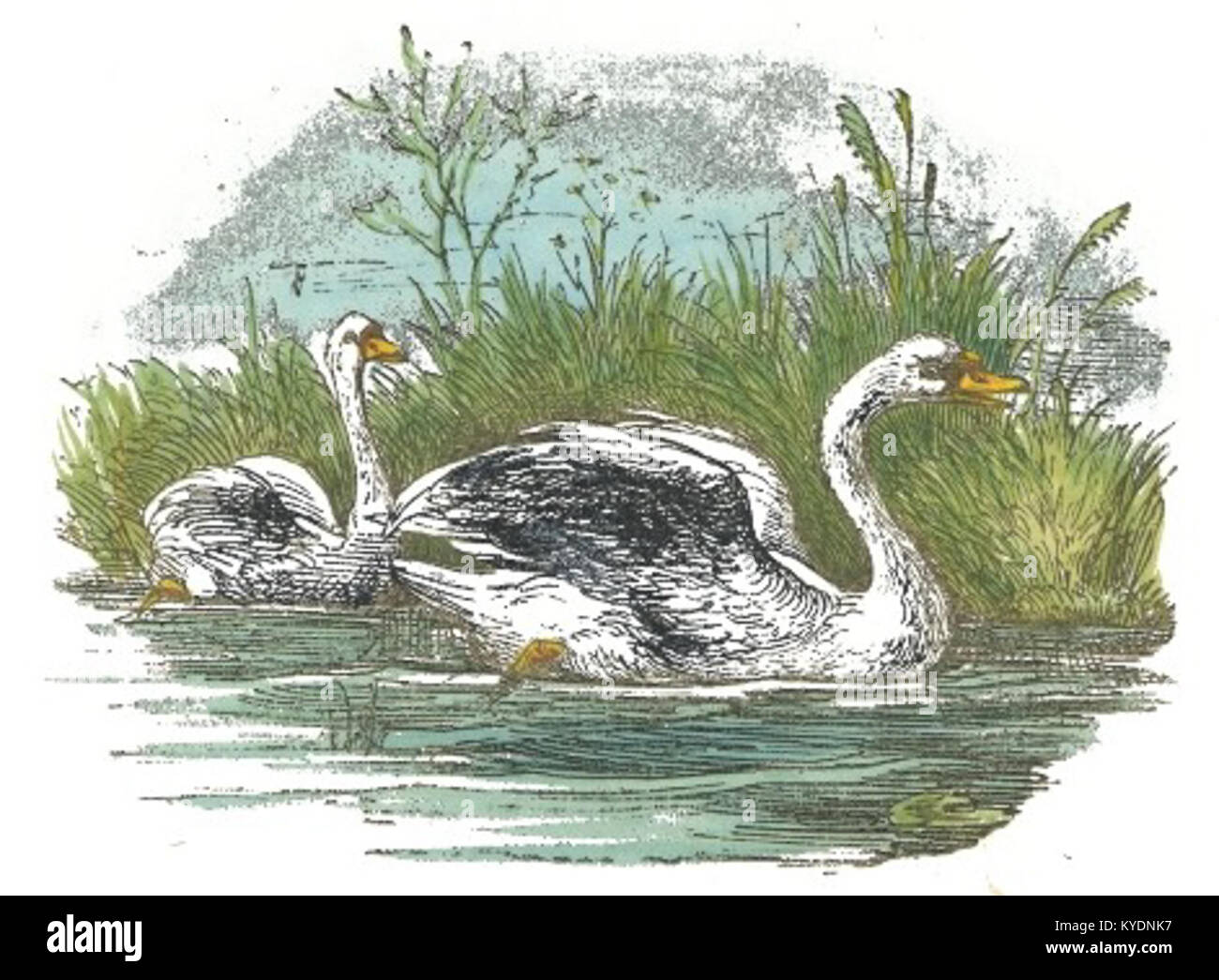 Swan Drawing High Resolution Stock Photography and Images - Alamy