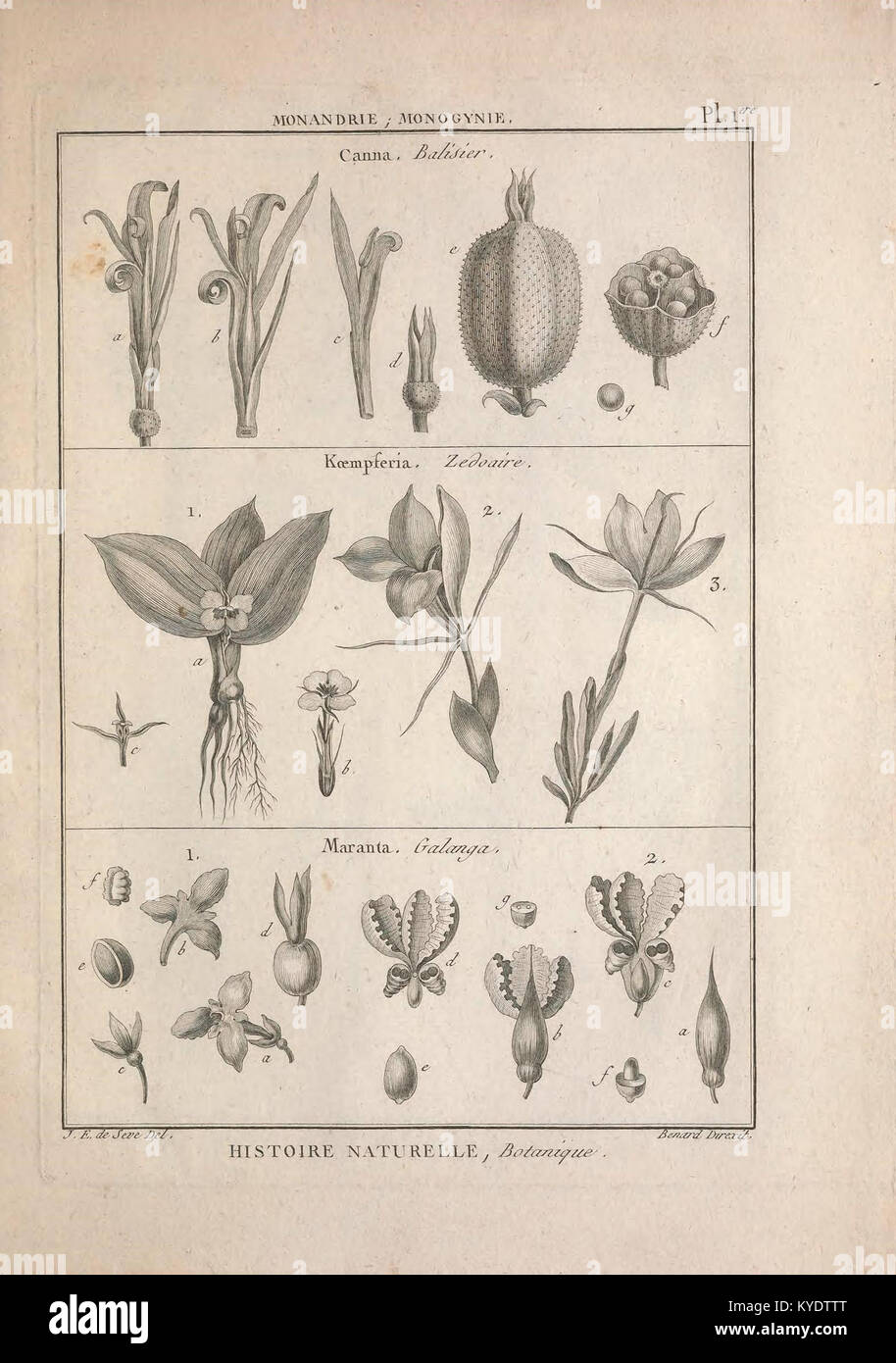 This encyclopedic work presents systematic illustrations of organisms ...