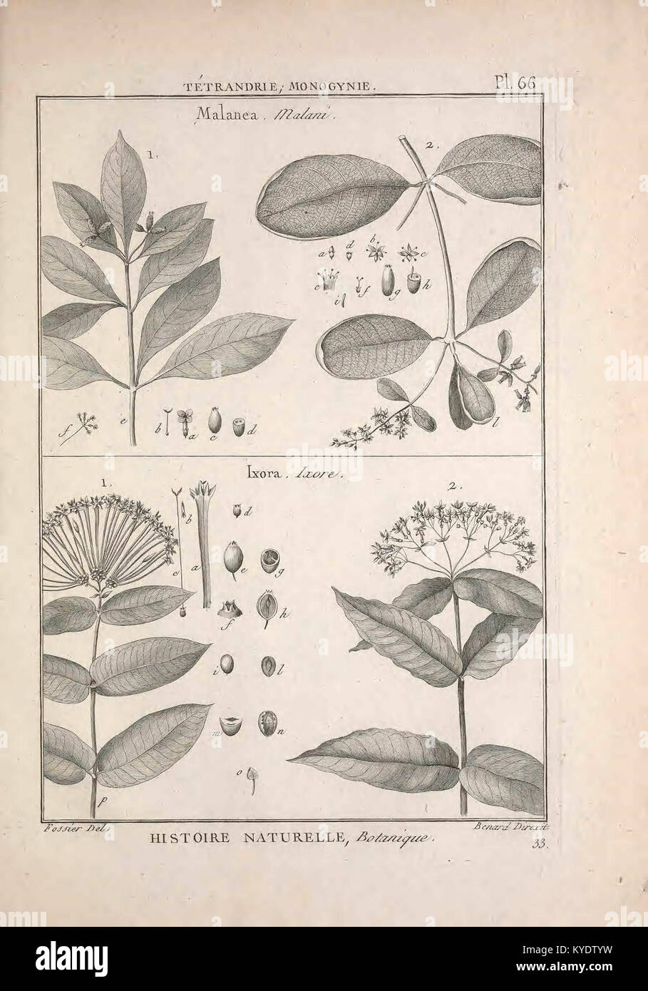 Methodical botanical representation hi-res stock photography and images ...