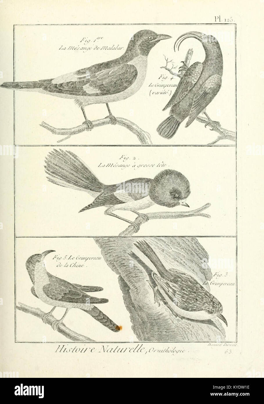 An encyclopedic and systematic illustration depicting the three ...