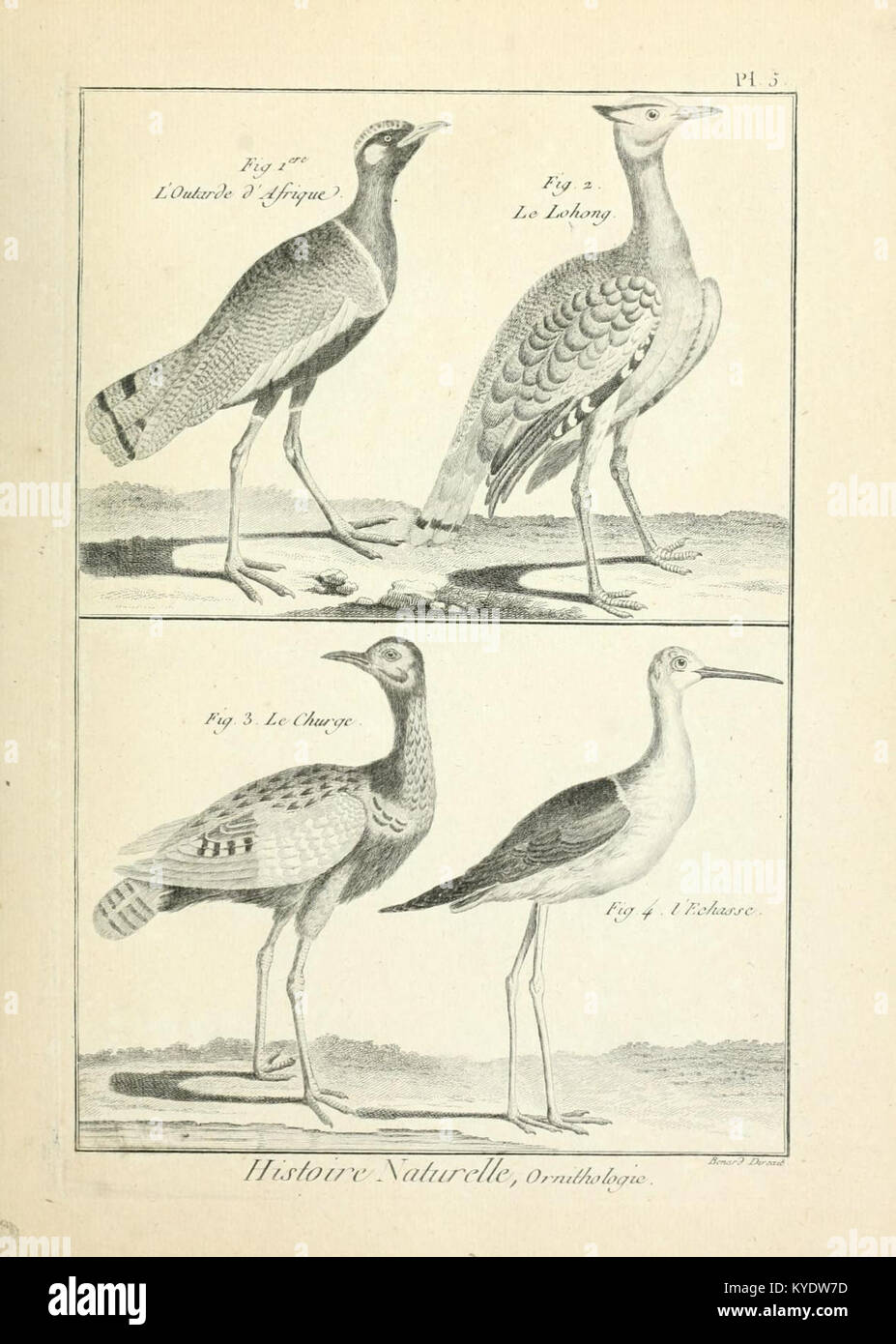 An illustrated chart depicting the systematic classification of the ...