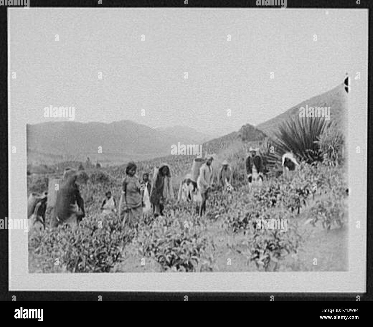 Tamil coolies plucking the green (tea) leaf, at Strathon LCCN2004707304
