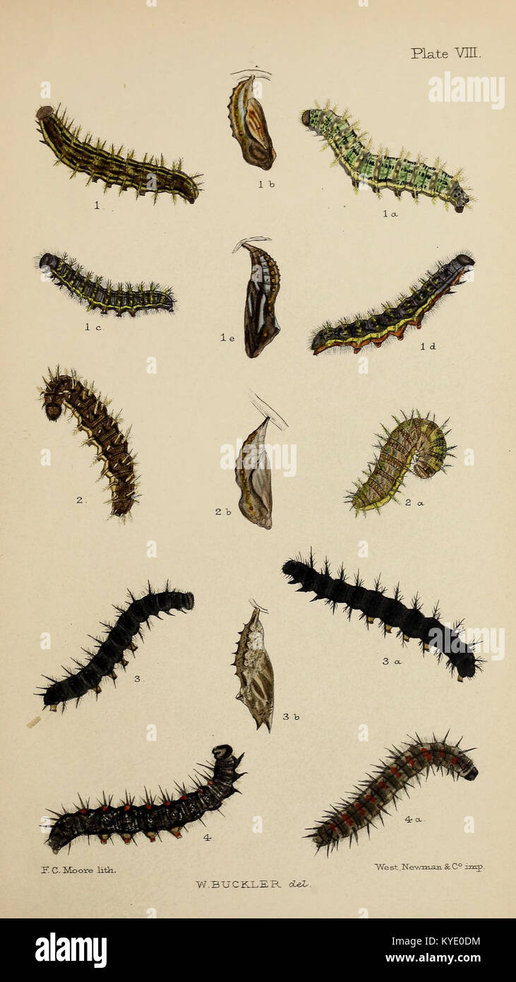 A Scientific Illustration Showing The Larvae caterpillars Of Various A Scientific Illustration Showing The Larvae caterpillars Of Various