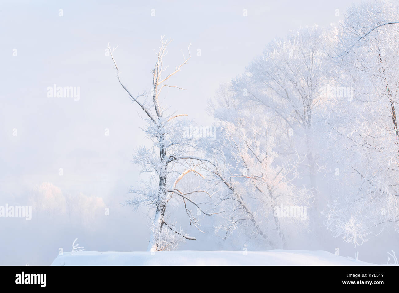 Snowy landscape with trees Stock Photo - Alamy