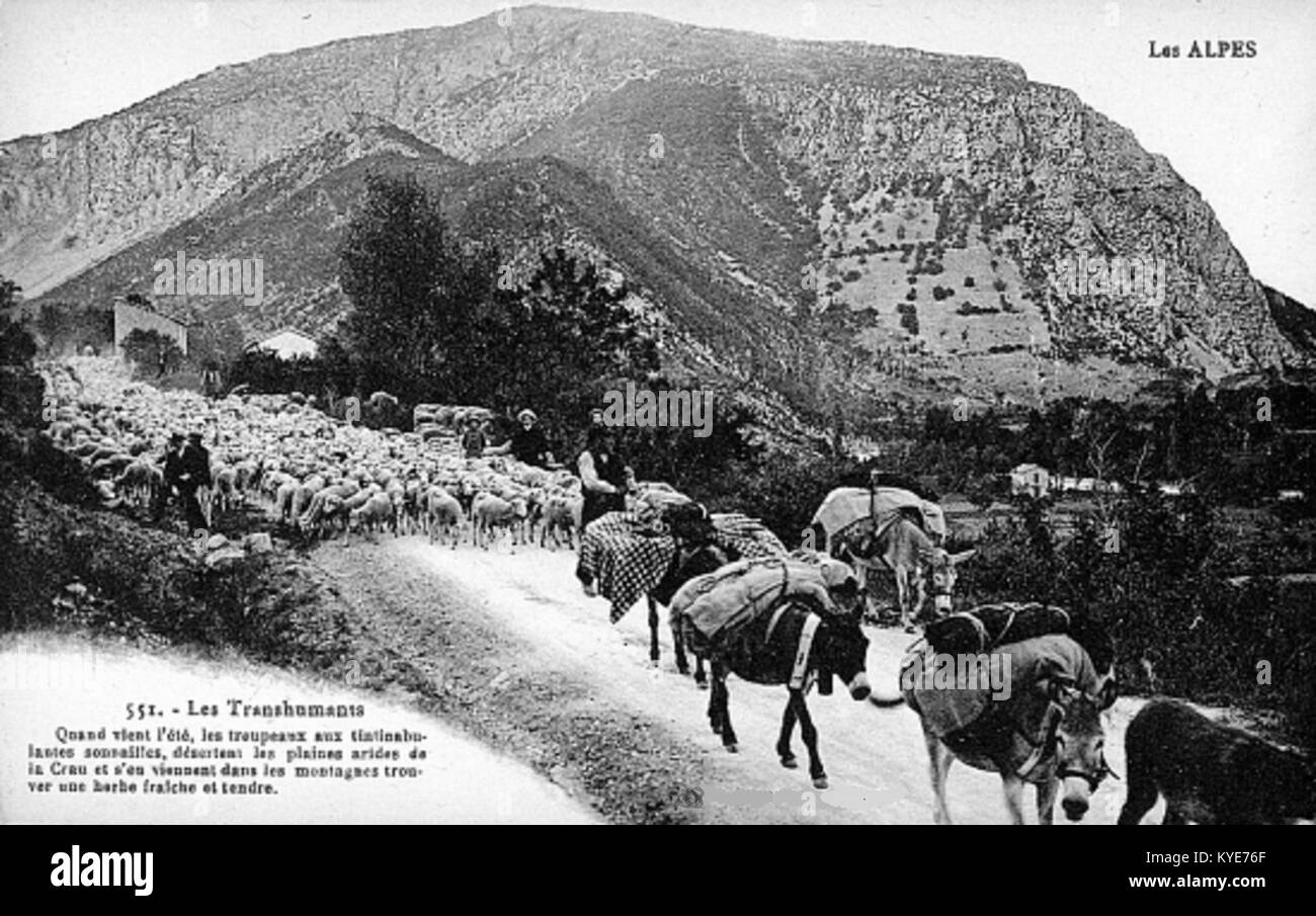 Livestock in the alps Black and White Stock Photos & Images - Alamy