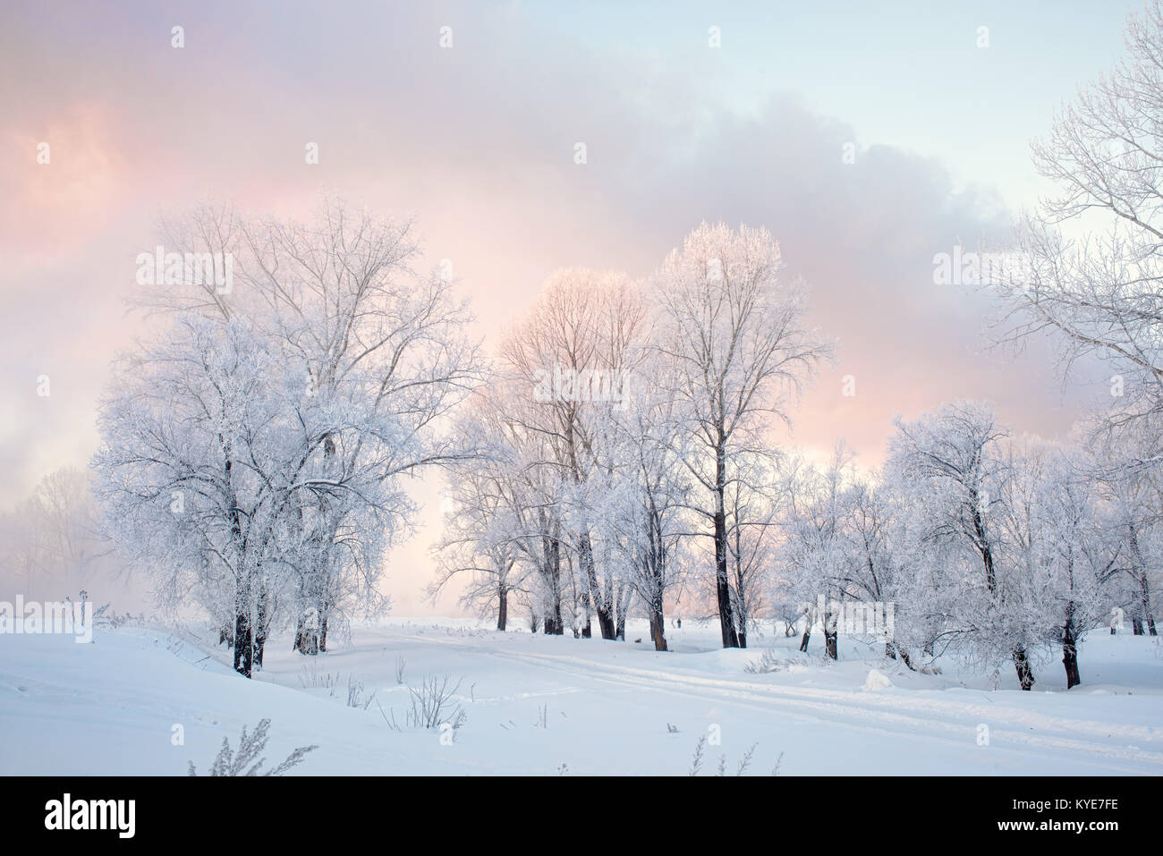 Snowy landscape with trees Stock Photo - Alamy