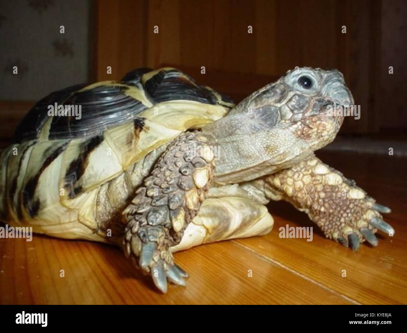 Turtles Appearance This image depicts a turtle, highlighting its shell, head, and limbs ...