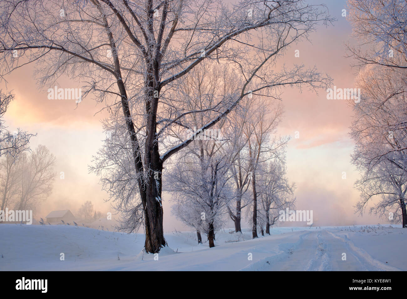 Snowy landscape with trees Stock Photo - Alamy