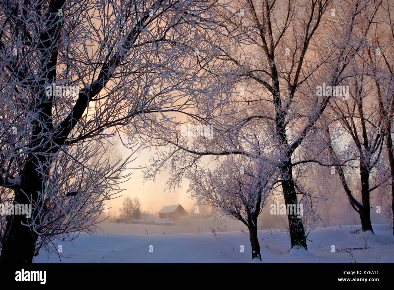 Snowy landscape with trees Stock Photo - Alamy