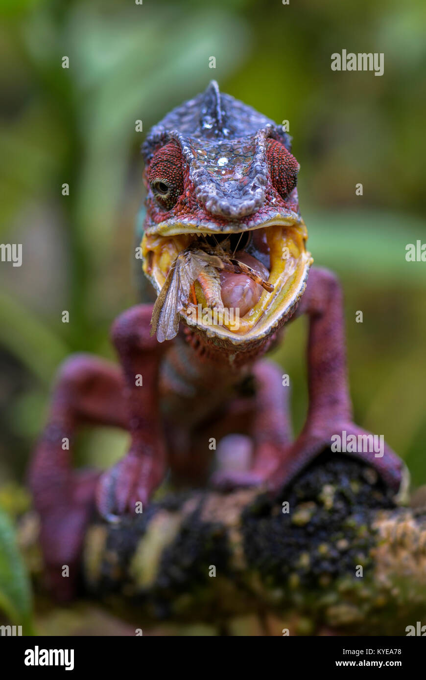 Panther Chameleon - Furcifer pardalis, Madagascar Stock Photo