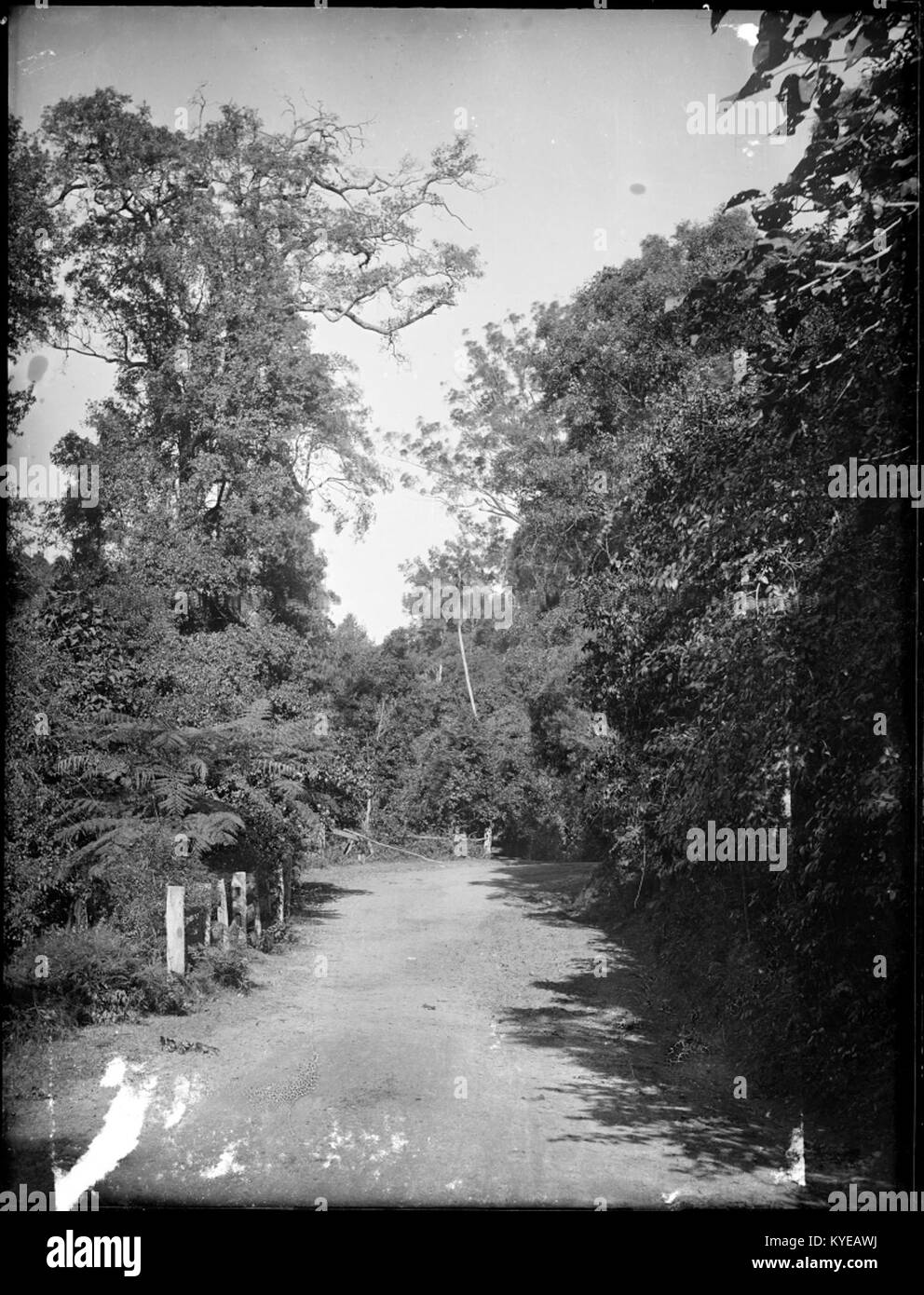 Country road with tree Black and White Stock Photos & Images - Alamy