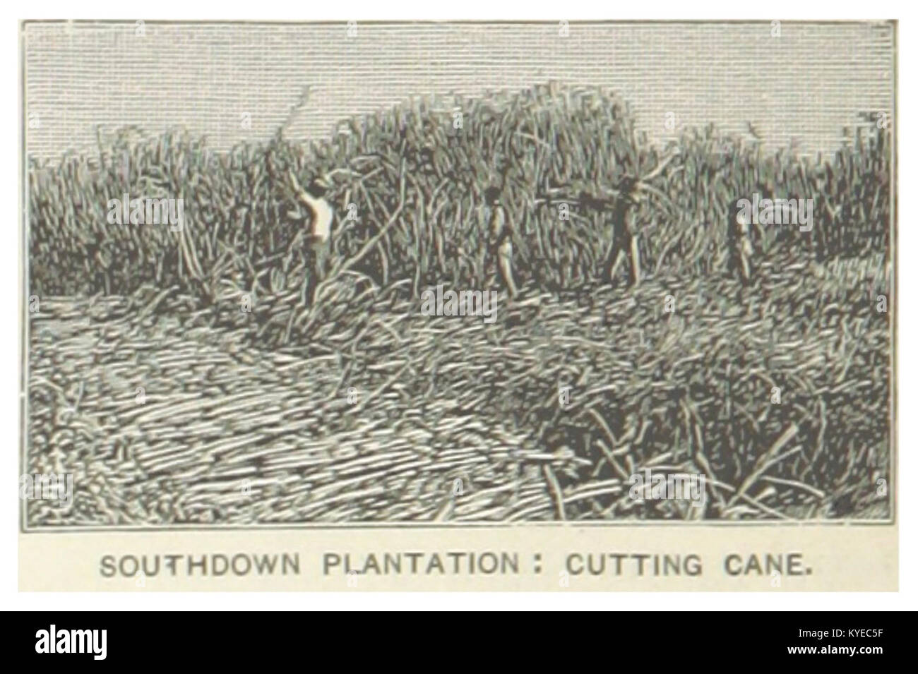 US-LA(1891) p304 SOUTHDOWN PLANTATION, CUTTING CANE Stock Photo