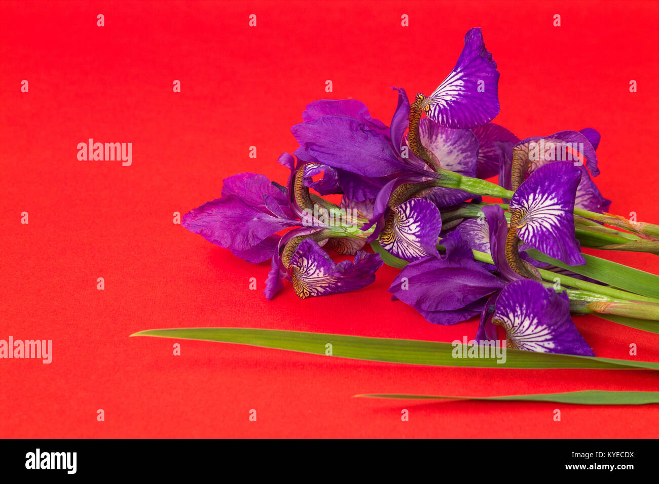 bouquet of flowers of lilac iris on red textural background Stock Photo