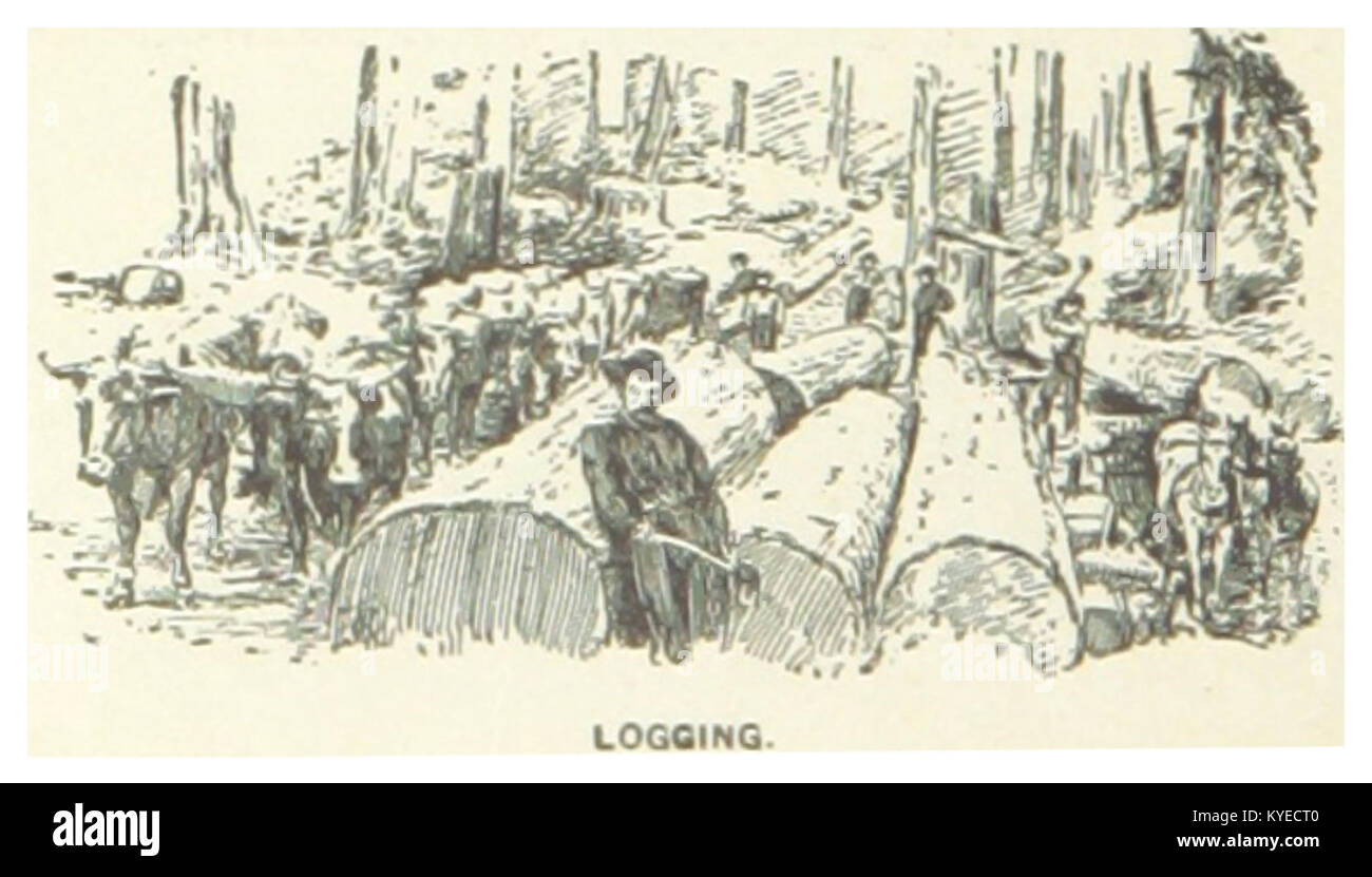 This image depicts a historical scene of logging in Washington state ...