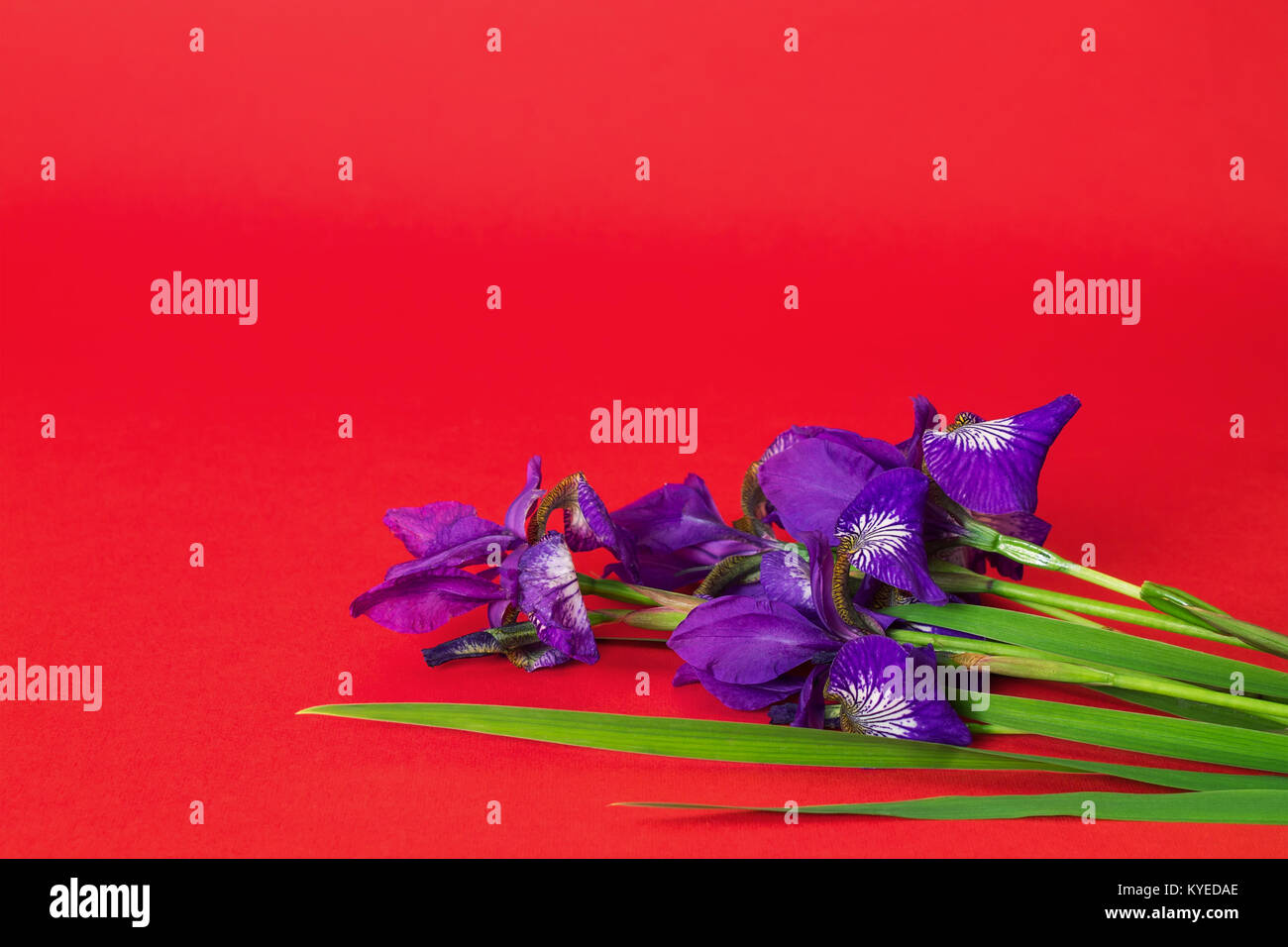 bouquet of purple iris flowers on red textural background Stock Photo